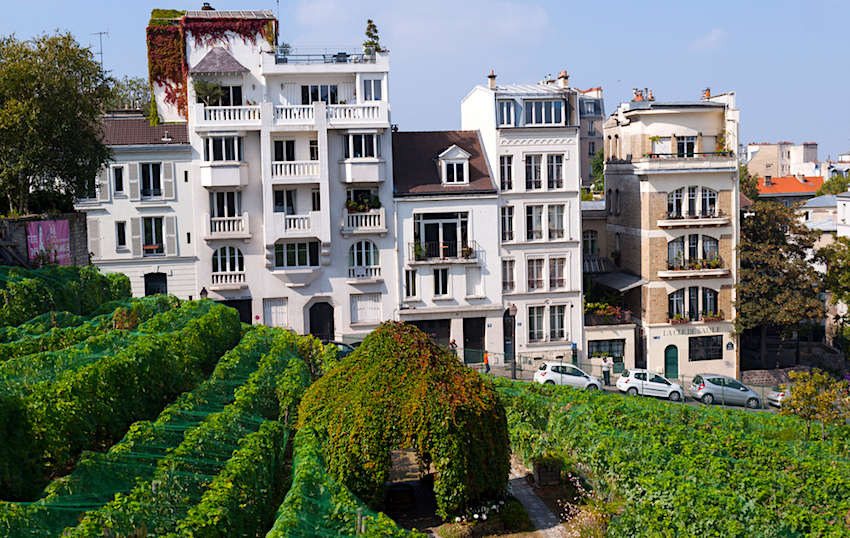 Montmarte Vinyard